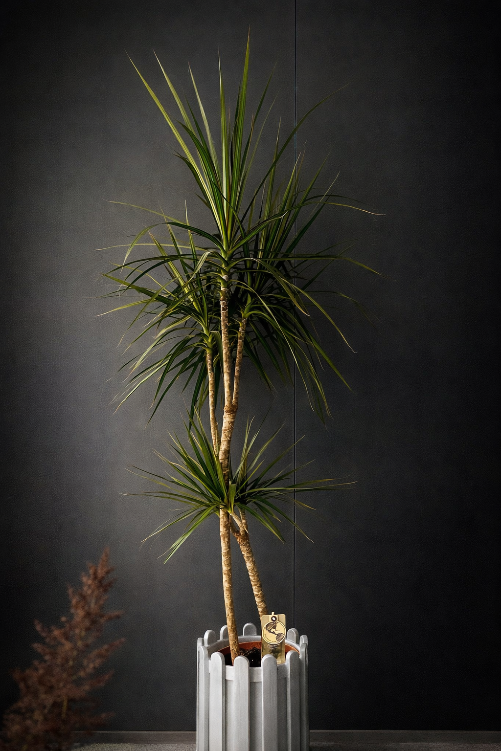 Dracaena